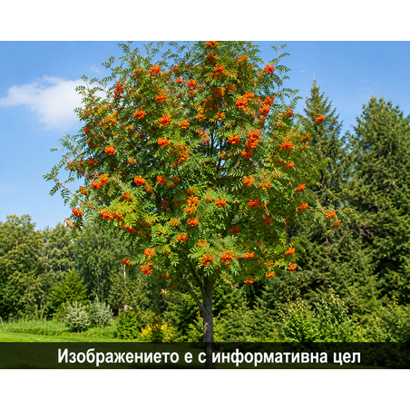 Sorbus aucuparia (Офика)