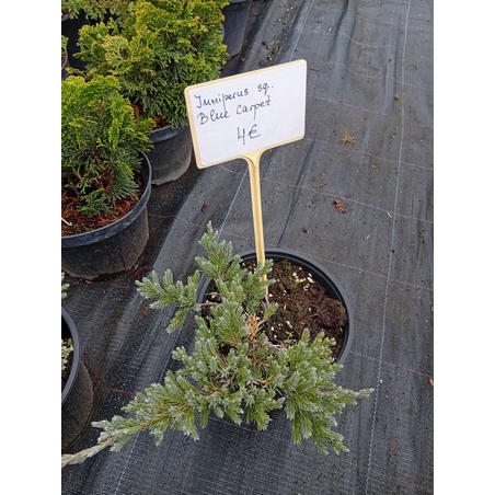 Juniperus squamata Blue Carpet