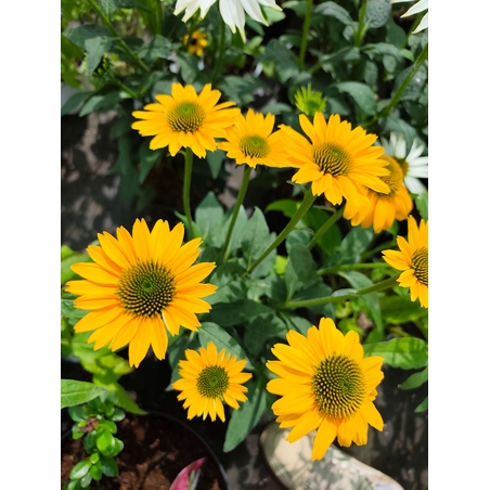 Echinacea purpurea (Ехинацея)