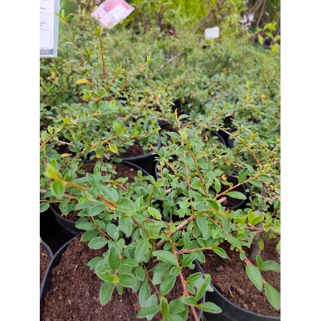Cotoneaster dammeri