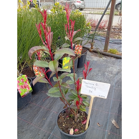 Photinia fraseri Camilvy