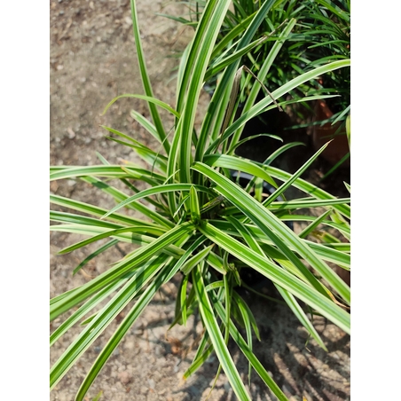 Carex morrowii (Японска острица)