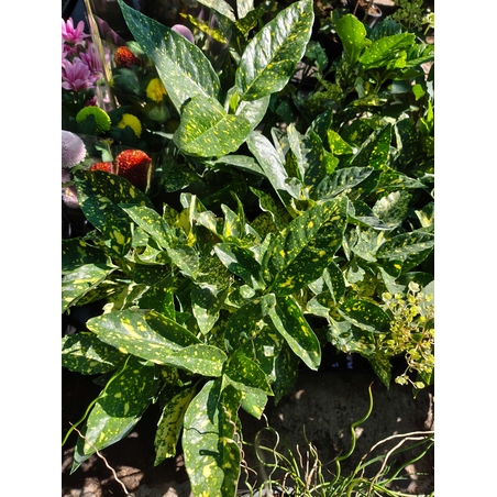 Aucuba japonica (Японска аукуба)