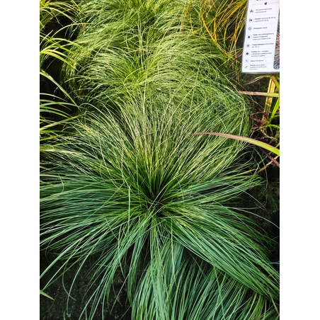Carex comans ‘Amazon Mist’