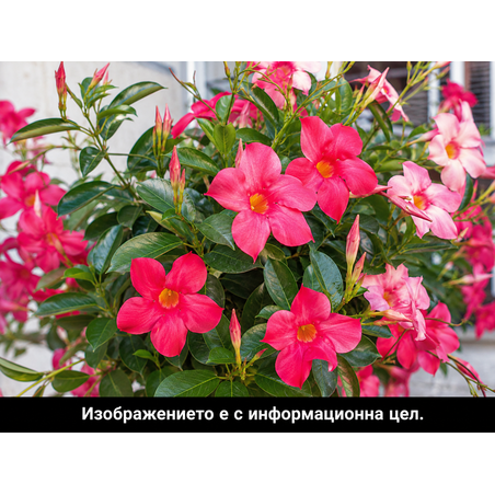 Dipladenia (Дипладения)