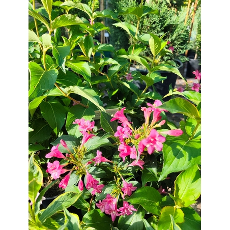 Weigela florida ‘Red Prince’
