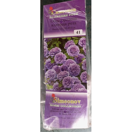 Увивна роза на гол корен