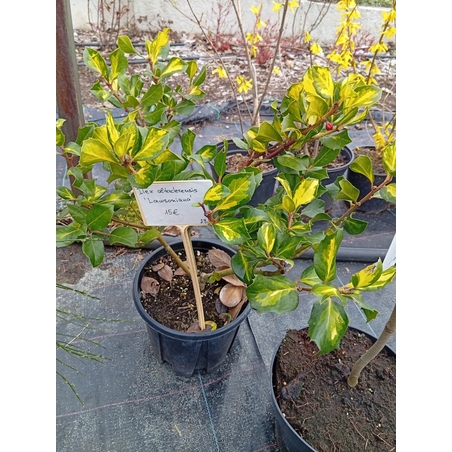 Ilex altaclerensis Lawsoniana