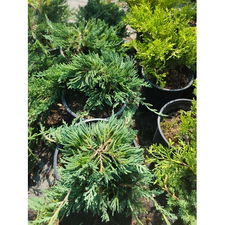 Juniperus horizontalis 'Wiltonii'