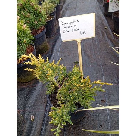 Juniperus media Old Gold