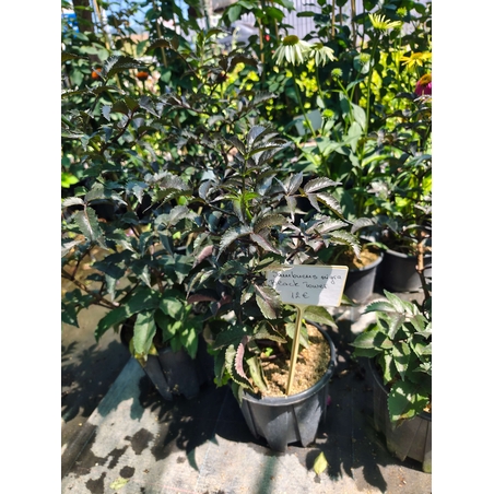 Sambucus nigra 'Black Tower' (Черен бъз 'Black Tower')