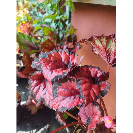 Begonia rex (Бегония рекс)