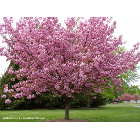 Prunus serrulata 'Kanzan' (Японска декоративна вишна 'Kanzan')