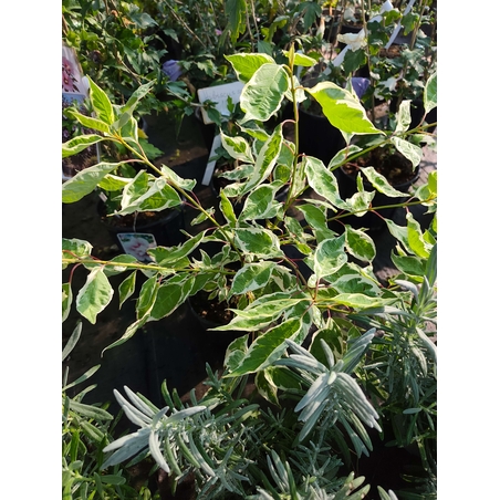 Cornus alba ‘Elegantissima’ (Бял дрян ‘Elegantissima’)