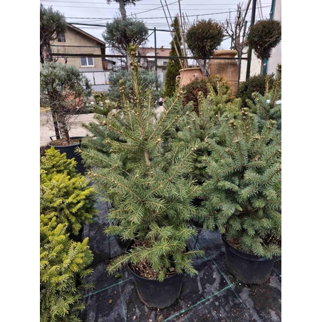 Picea pungens