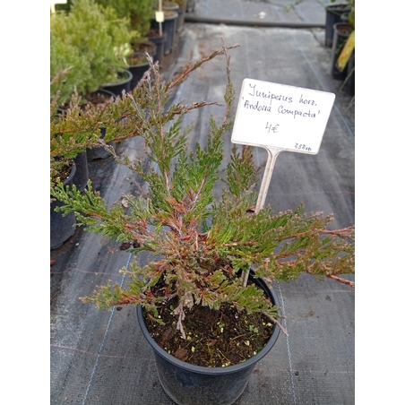 Juniperus horizontalis Andorra Compacta