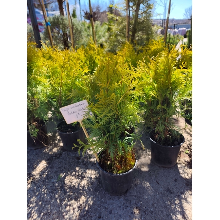 Thuja occ. Golden Globe