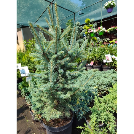 Picea pungens (Сребрист смърч)