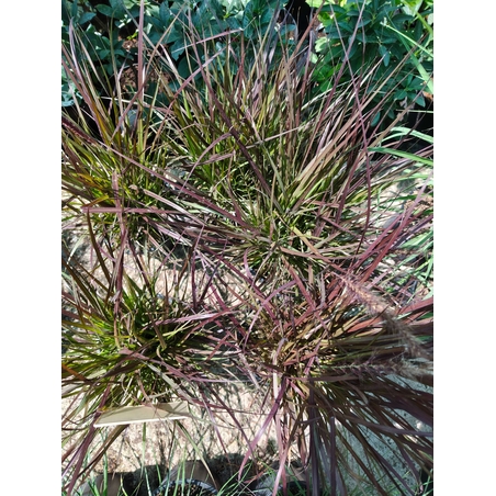 Pennisetum advena 'Little Rubin'