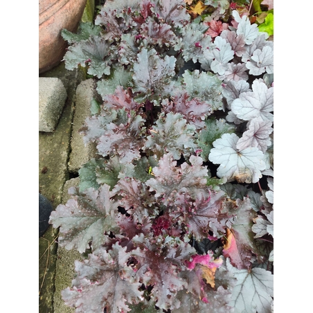 Heuchera