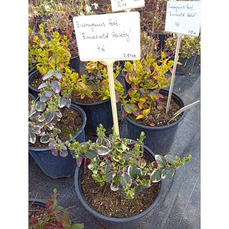 Euonymus fortunei Emerald Gaiety