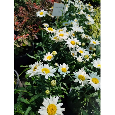 Leucanthemum × superbum (Градинска маргарита)