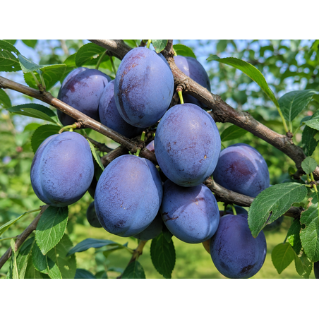Prunus domestica 'Stanley' (Слива 'Стенлей')