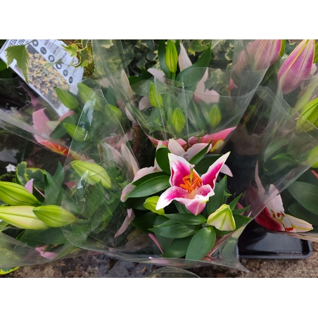 Lilium spp. (Лилиум / Лилия)