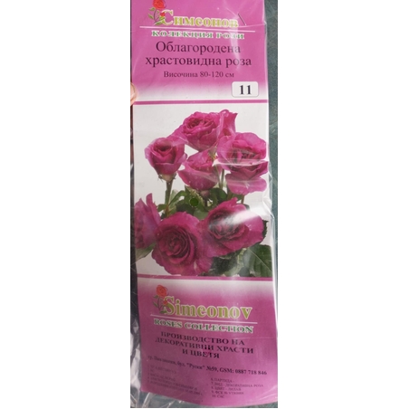 Храстовидна роза на гол корен