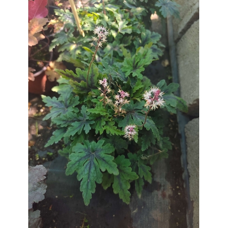Tiarella 'Angel Wings'