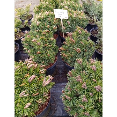 Pinus mugo Mops