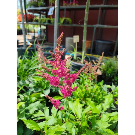 Astilbe (Астилбе)