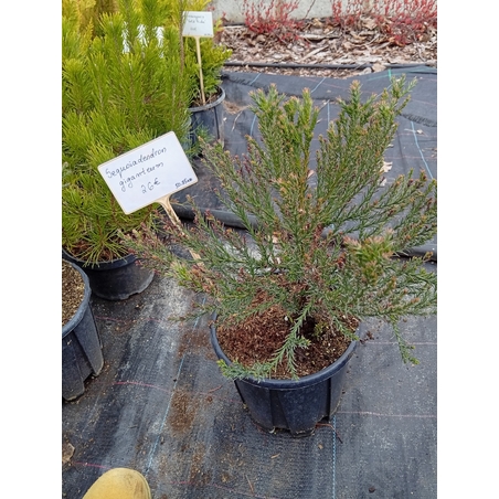Sequoiadendron Giganteum