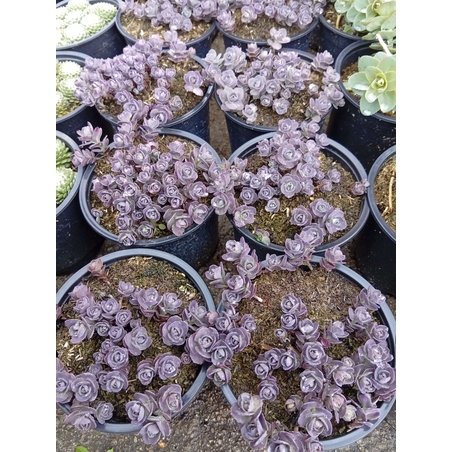 Sedum spathulifolium Purpureum