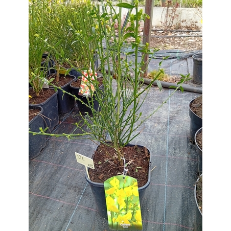 Cytisus Luna