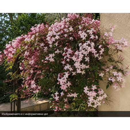 Jasminum × stephanense (Жасмин)