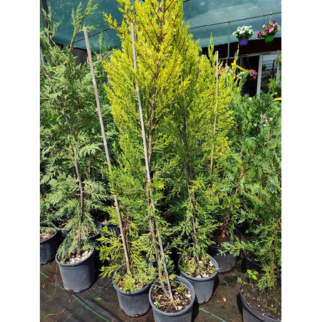 Cupressocyparis 'Goldcrest' (Лимонов кипарис)