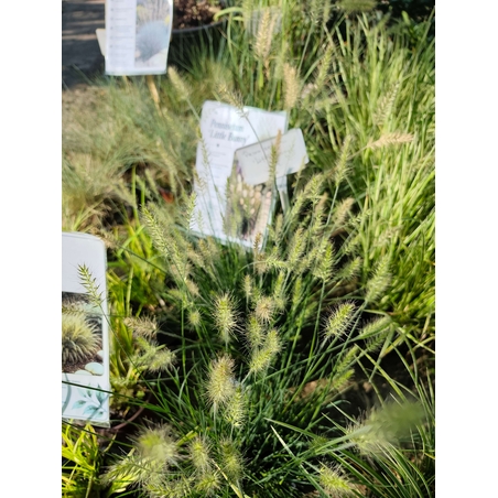 Pennisetum alopecuroides ‘Little Bunny’