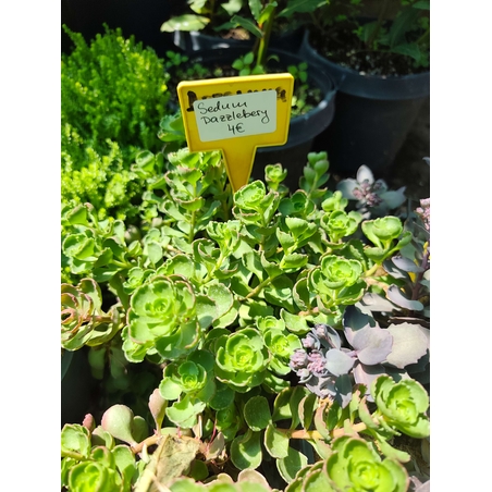Sedum 'Dazzleberry'