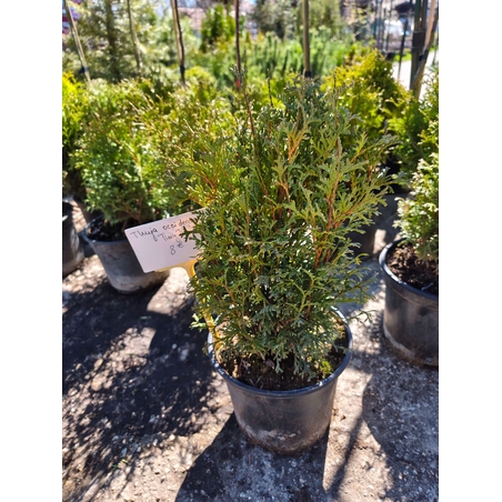 Thuja occ. Tiny Tim