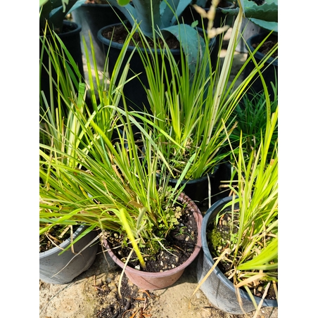 Carex elata (Висока острица)