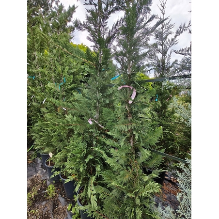 Cuprocyparis leylandii 'Pyramidalis'