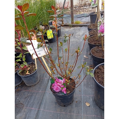 Azalea japonica Babuschka