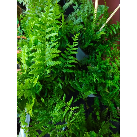 Dryopteris filix-mas (Мъжка папрат)
