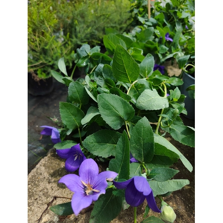 Platycodon grandiflorus (Платикодон)