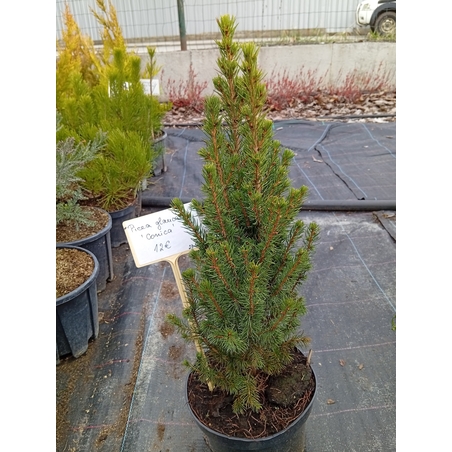 Picea glauca Conica