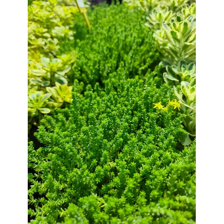 Sedum acre 'Aureum' (Златист седум)