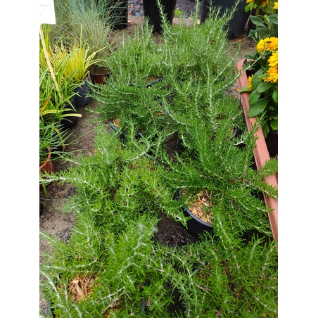 Rosmarinus officinalis - розмарин