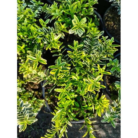 Euonymus japonicus ‘Microphyllus Aureovariegatus’ (Дребнолистен японски чашкодрян)