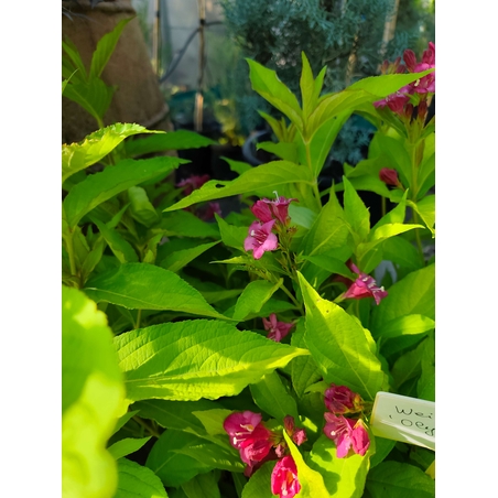Weigela florida ‘Olympiade’